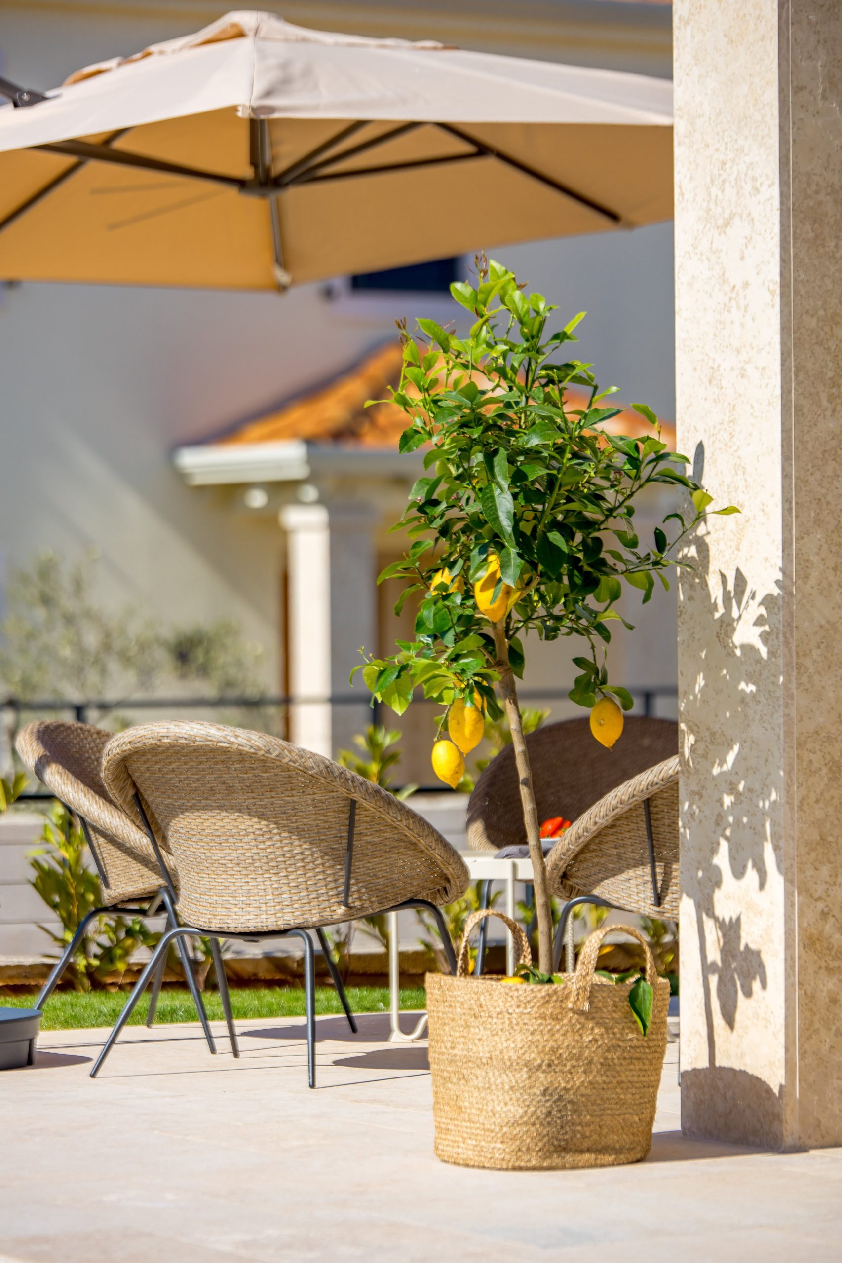 Lemon tree beside the outdoor lounge seating area