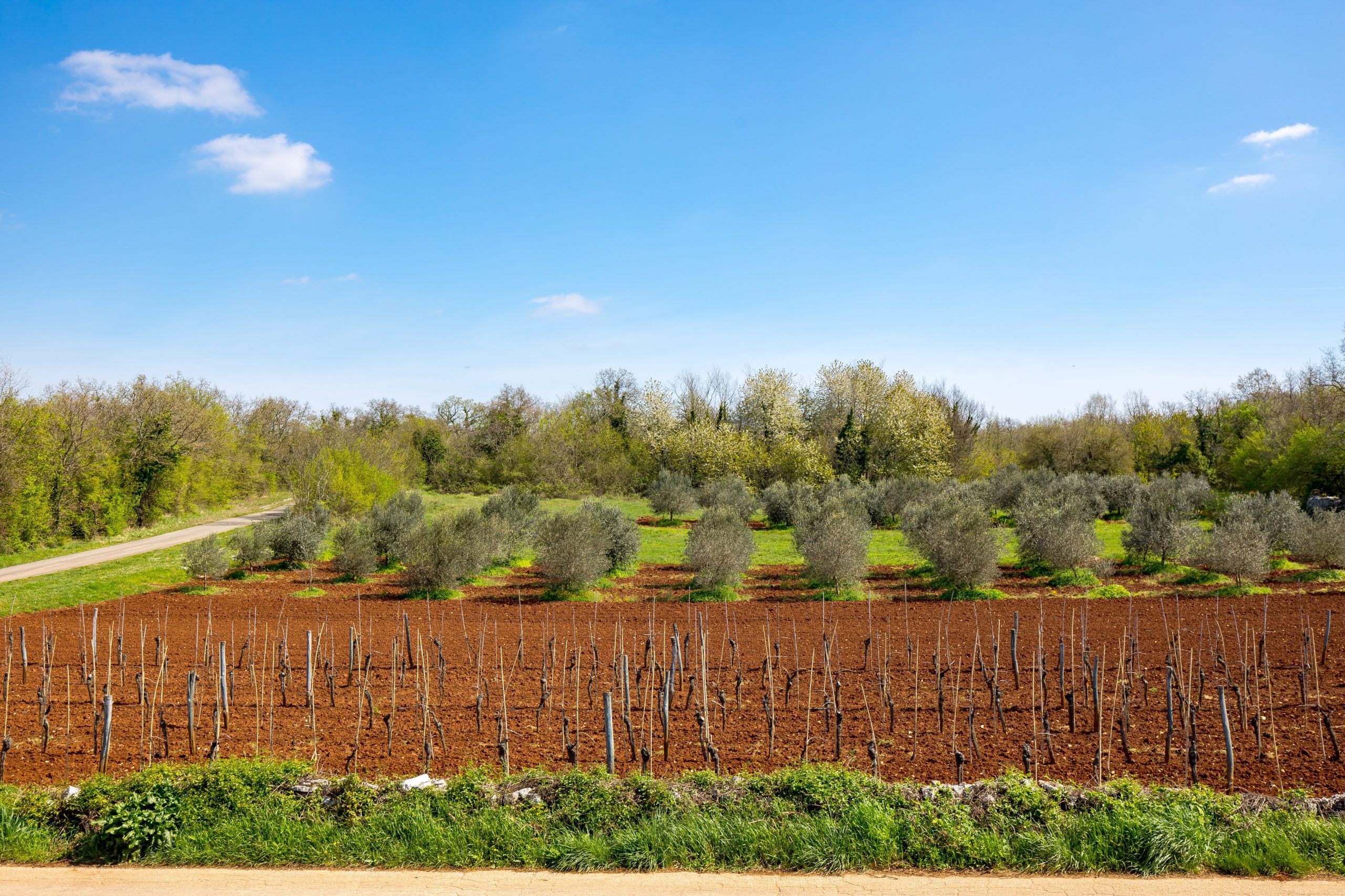 Central Istrian countryside with vineyards and olive groves
