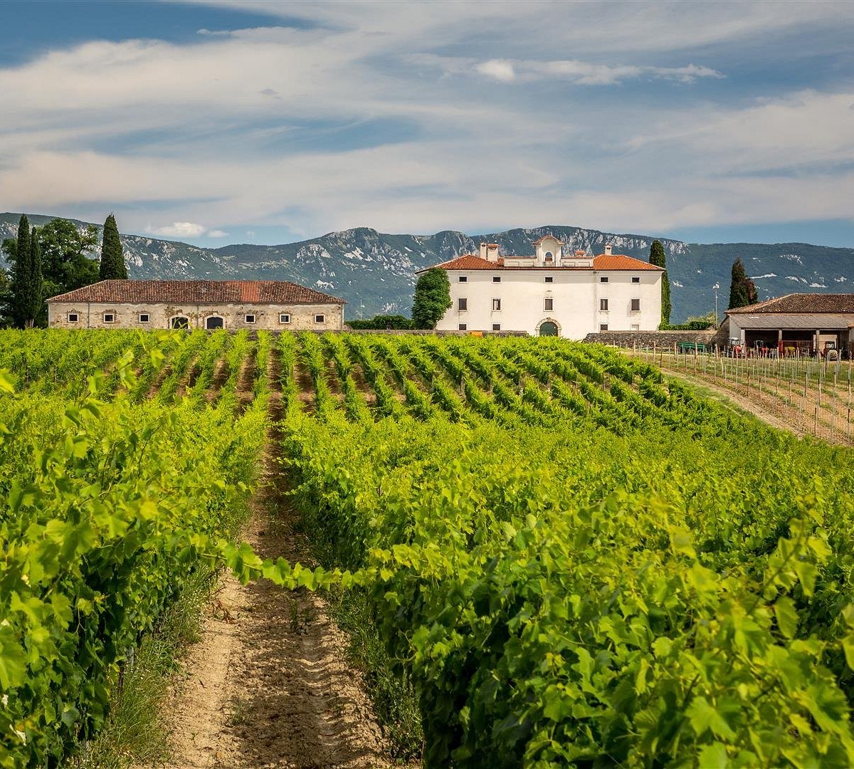 Dvorac Belaj Winery
